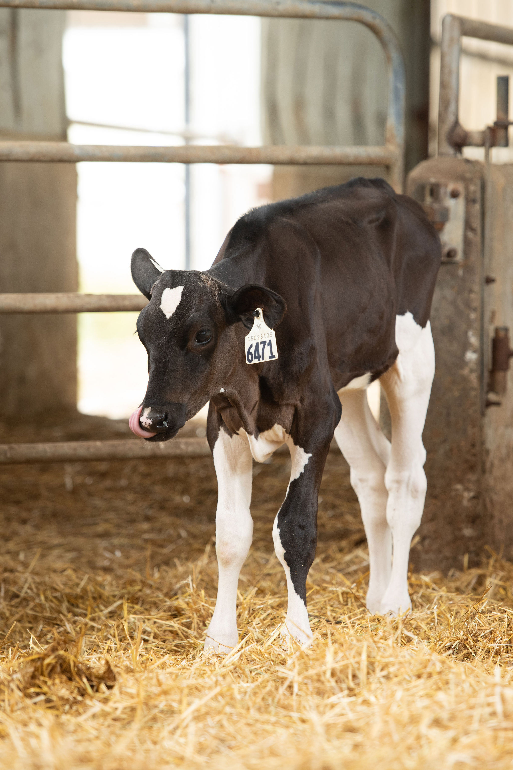 Fresh Rosegaar heifers