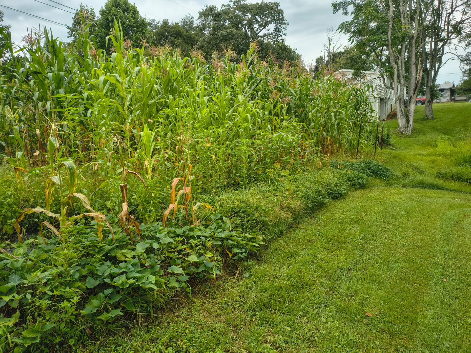 A productive raised vegetable bed mid-season in Johnson City