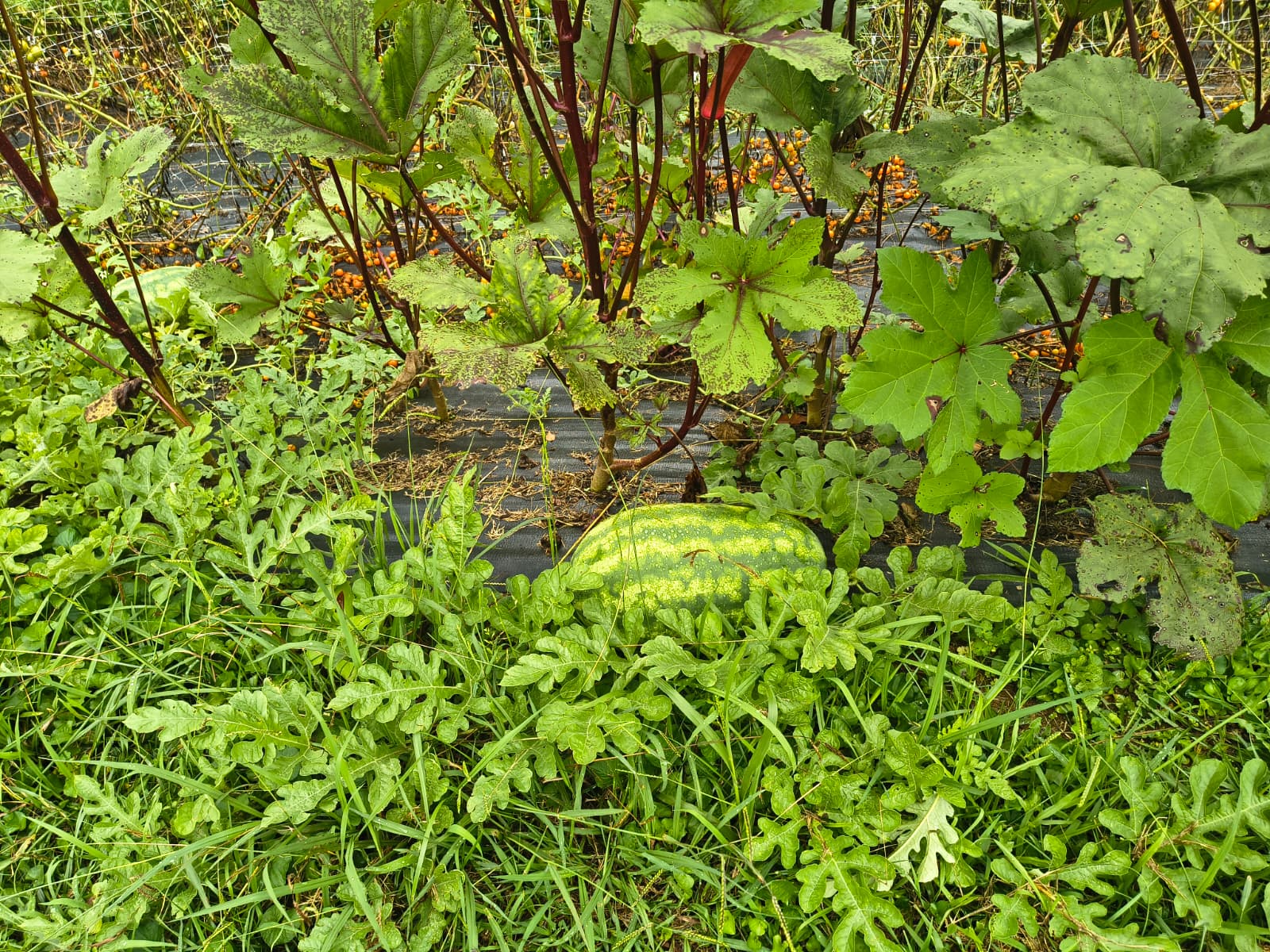 Soil prep stage of a garden setup in a Johnson City backyard