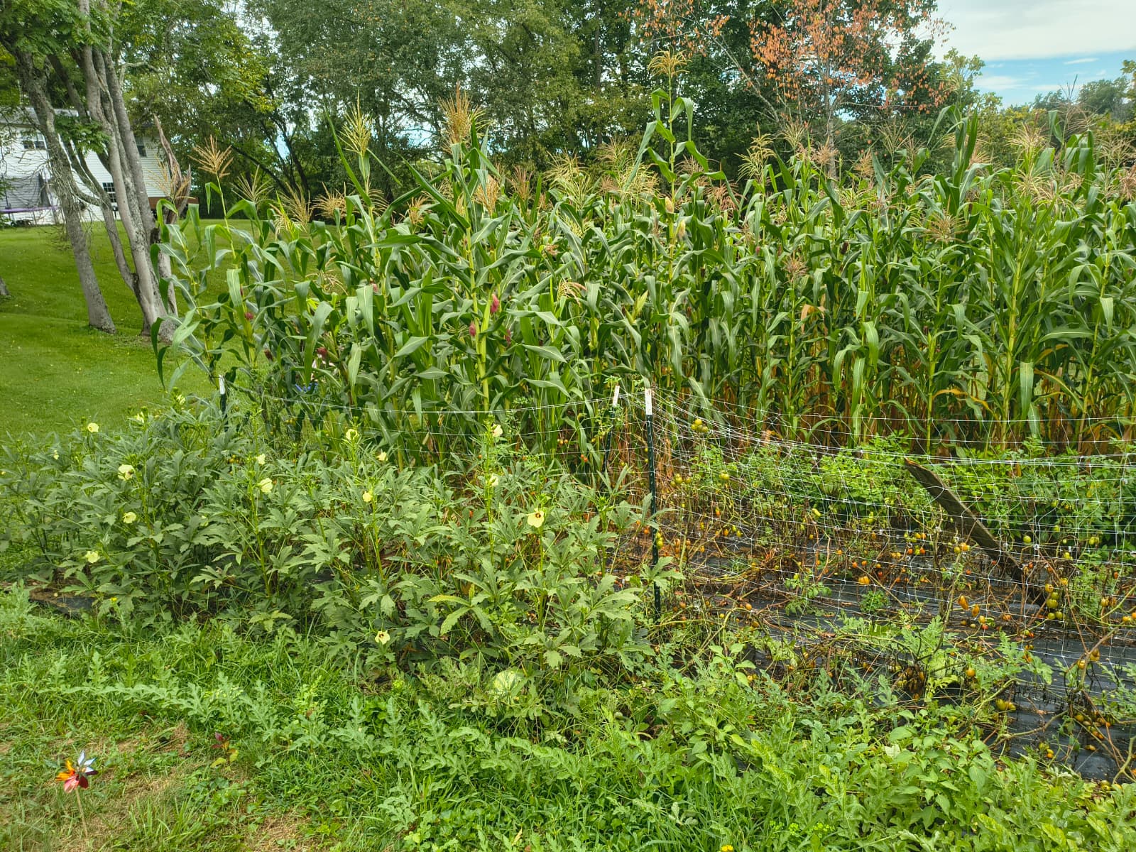 A dense, healthy planting of vegetables in a raised bed