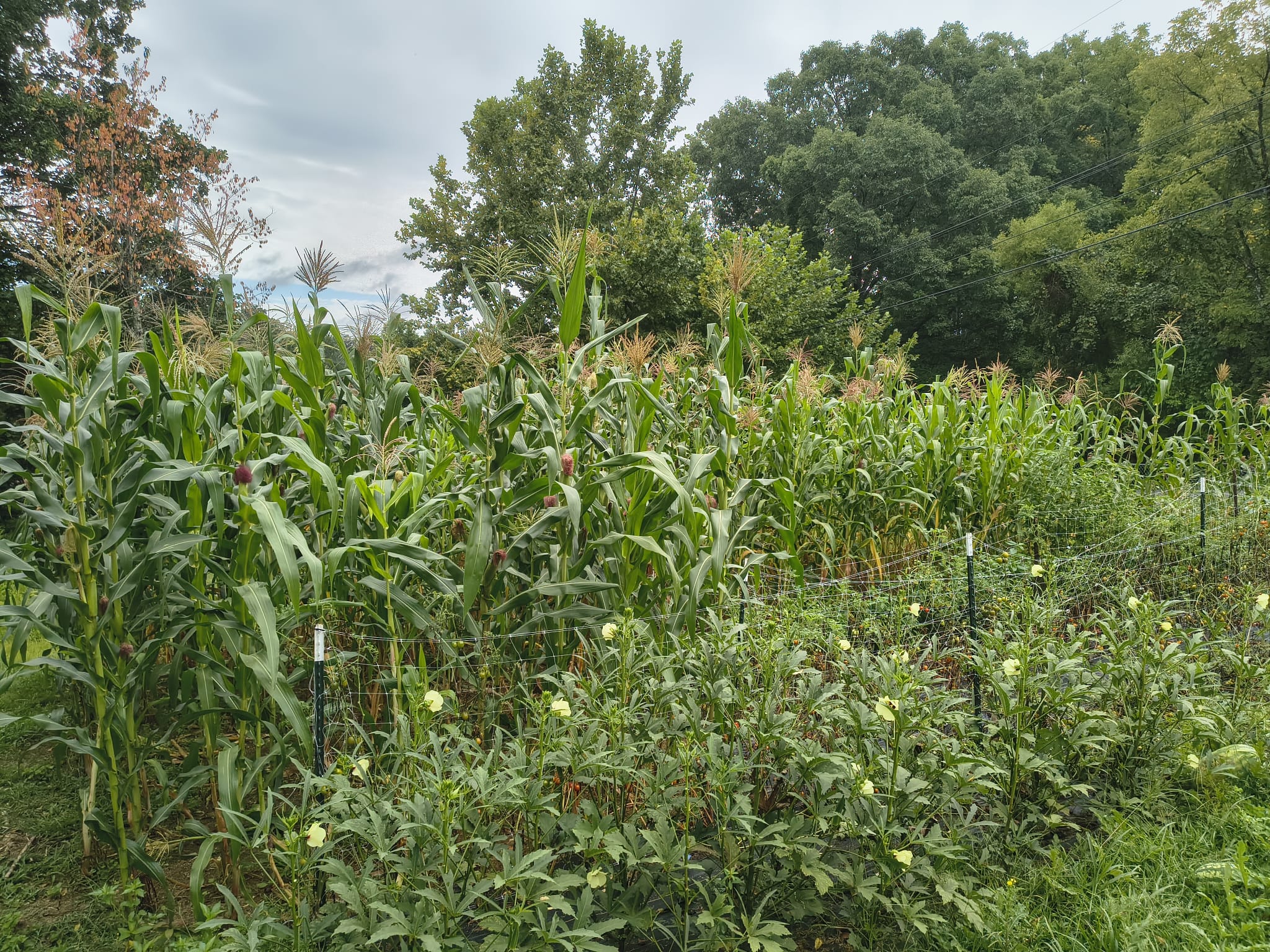 Wide shot of a planted vegetable bed in a real Johnson City backyard