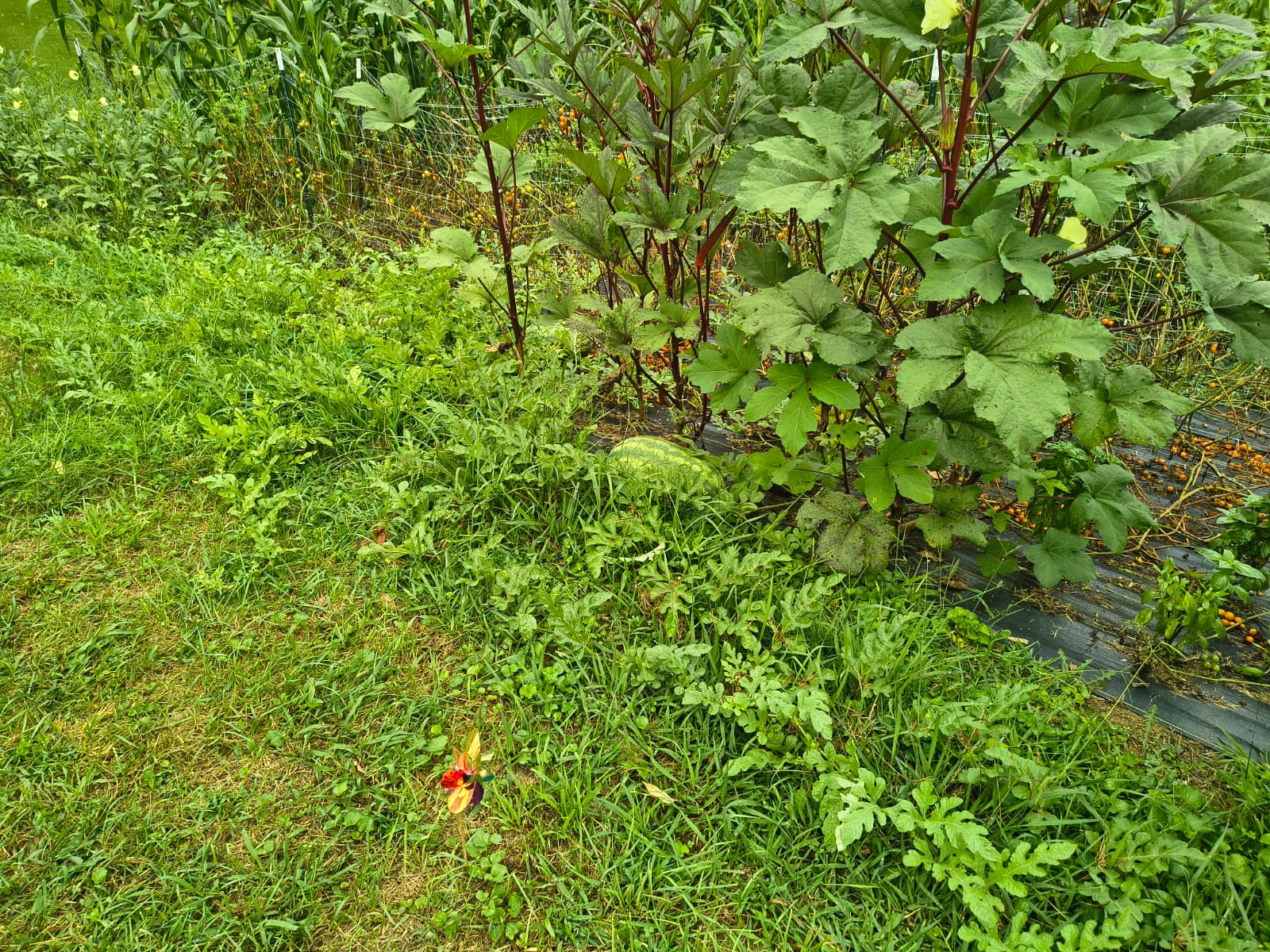 Finished planted bed at the end of a garden setup visit