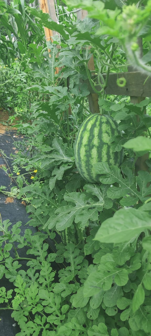 Neat rows of vegetable seedlings in a backyard garden bed