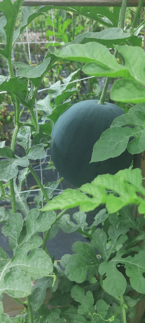 A vegetable bed under winter cover crop in an East Tennessee backyard