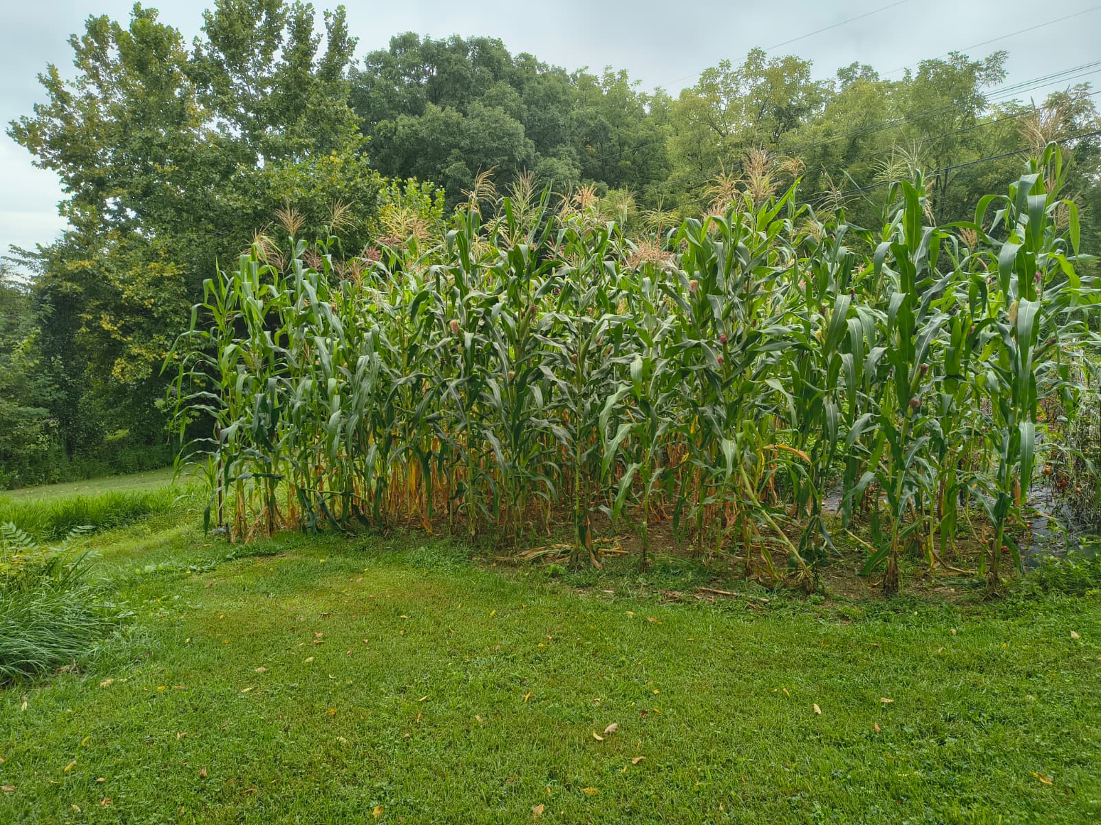 An overview of a productive backyard vegetable garden in East Tennessee