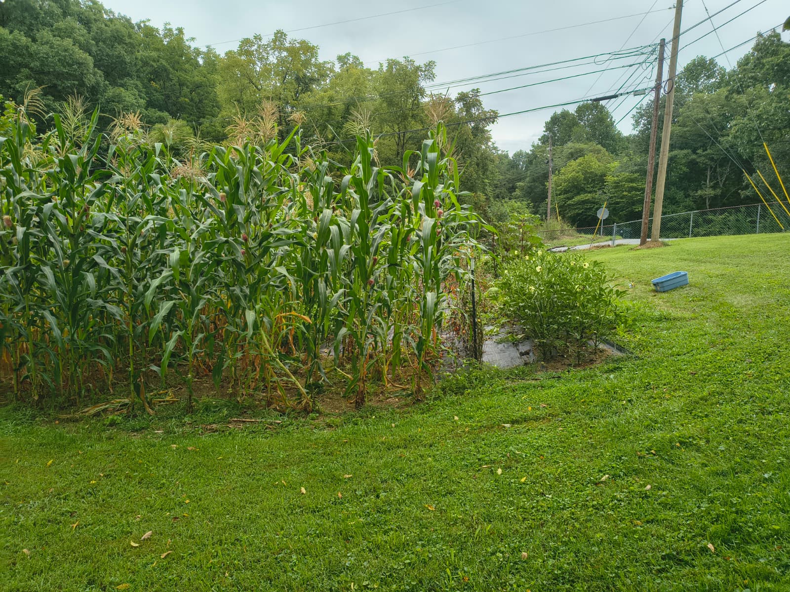 A mid-season vegetable bed, healthy and slightly imperfect