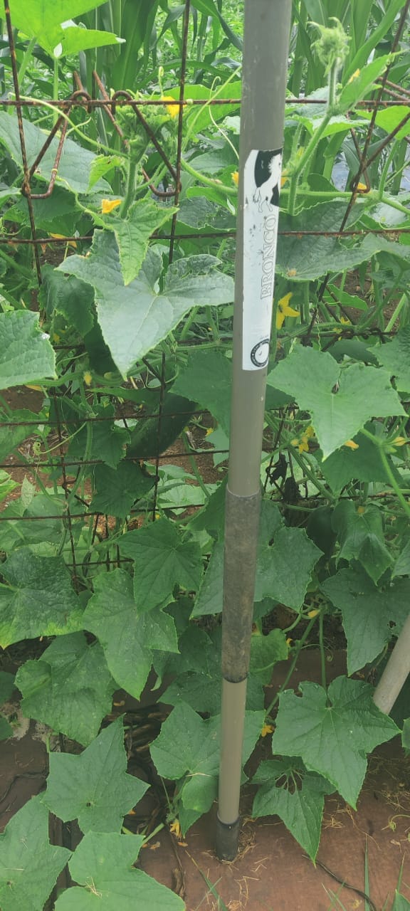 Deji Ayo standing among raised vegetable beds in an East Tennessee backyard