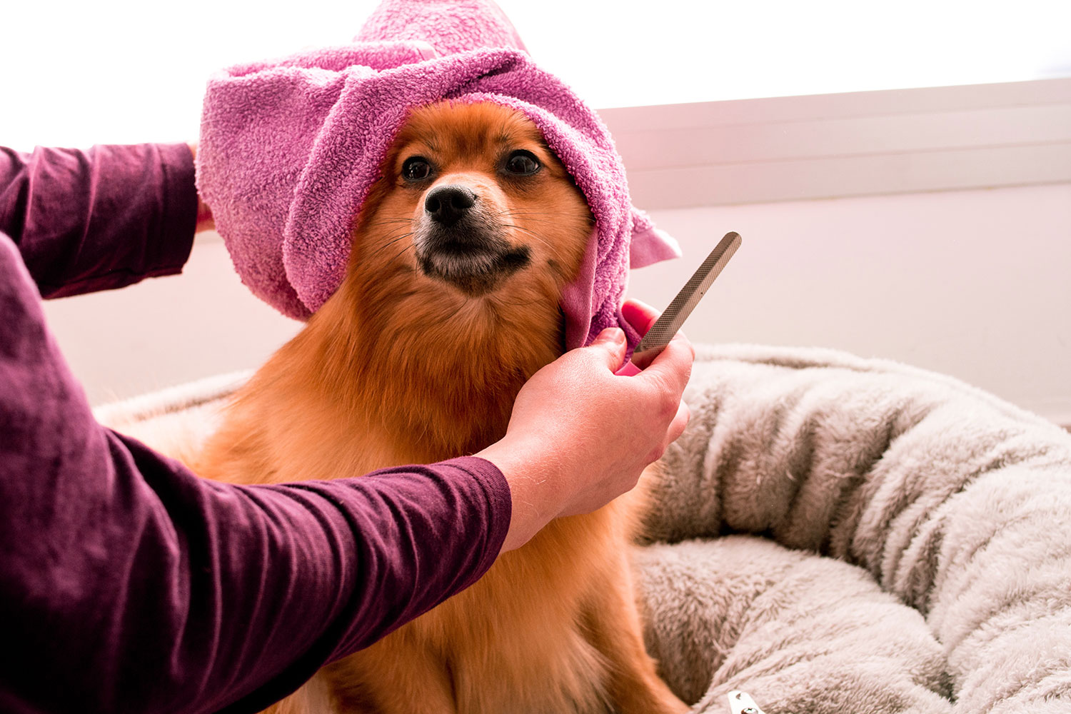 Happi Pup Spa