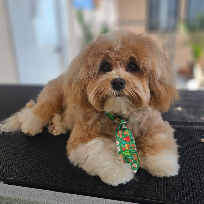 A groomed dog at Happi Pup Spa