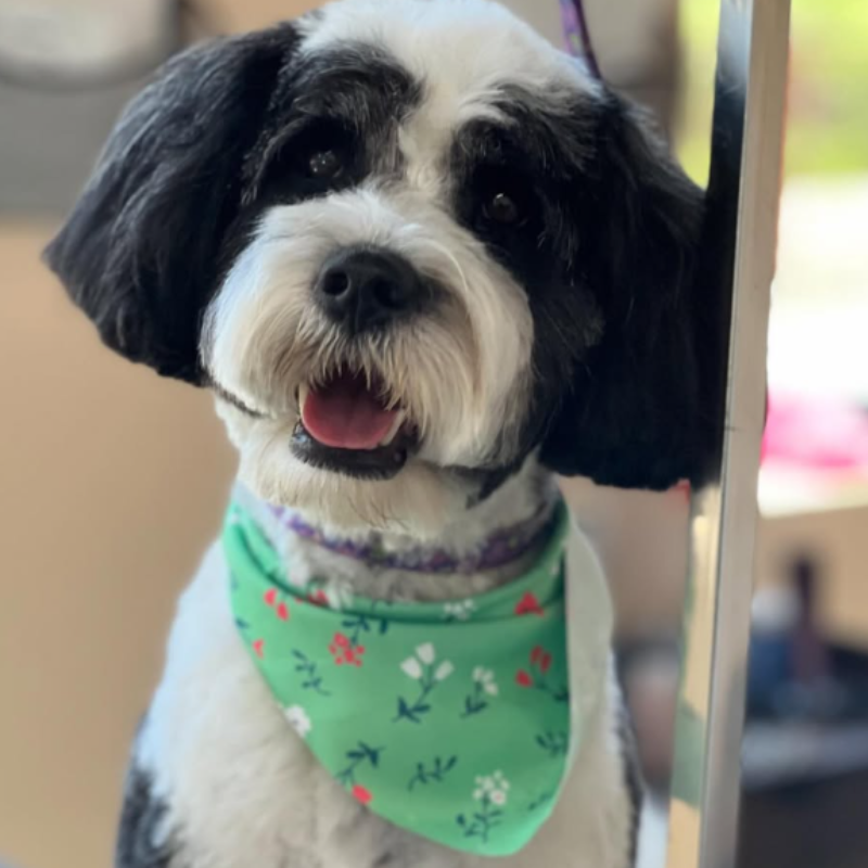 A groomed dog at Happi Pup Spa