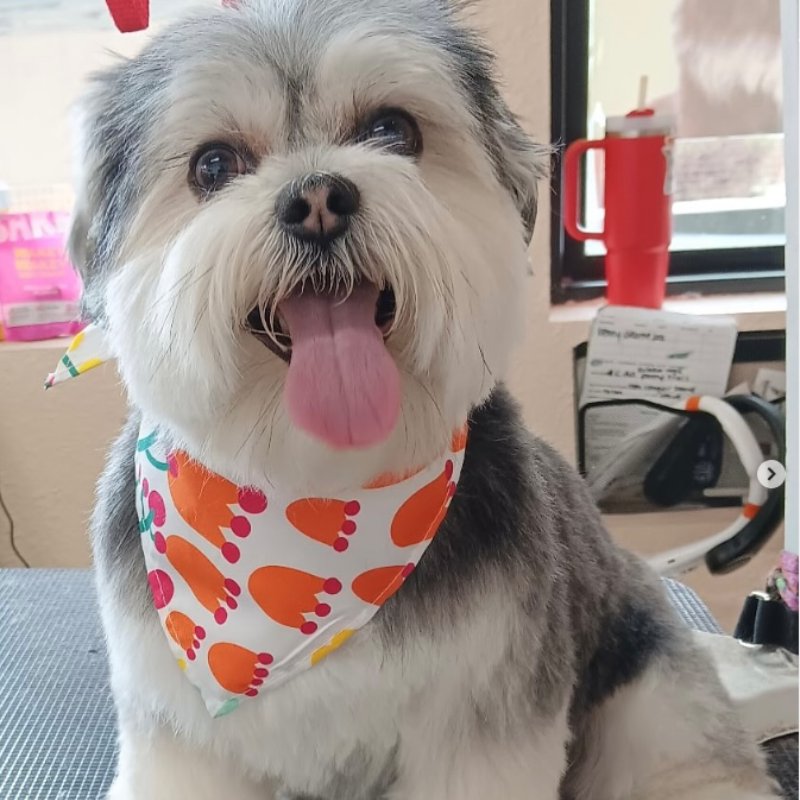 A groomed dog at Happi Pup Spa