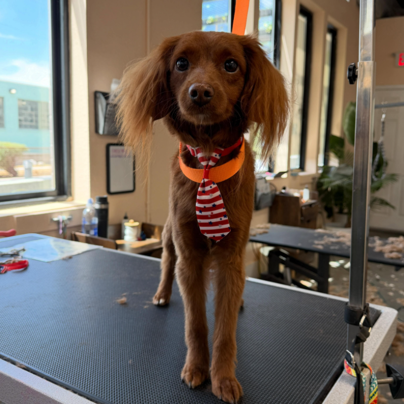 A groomed dog at Happi Pup Spa