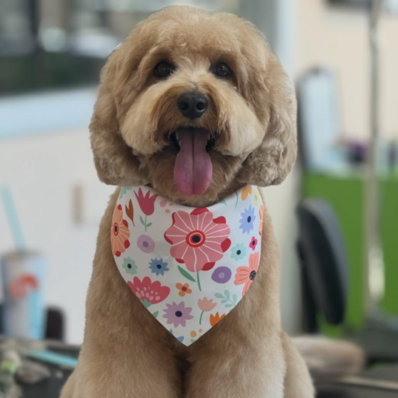 A groomed dog at Happi Pup Spa