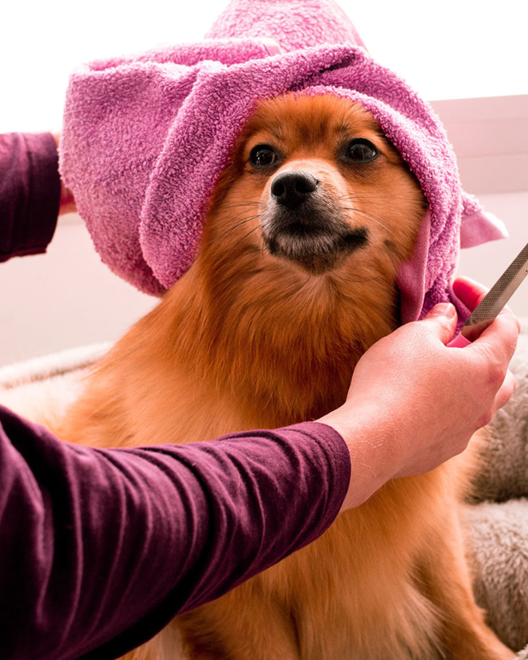 A freshly bathed pup wrapped in a soft towel at Happi Pup Spa