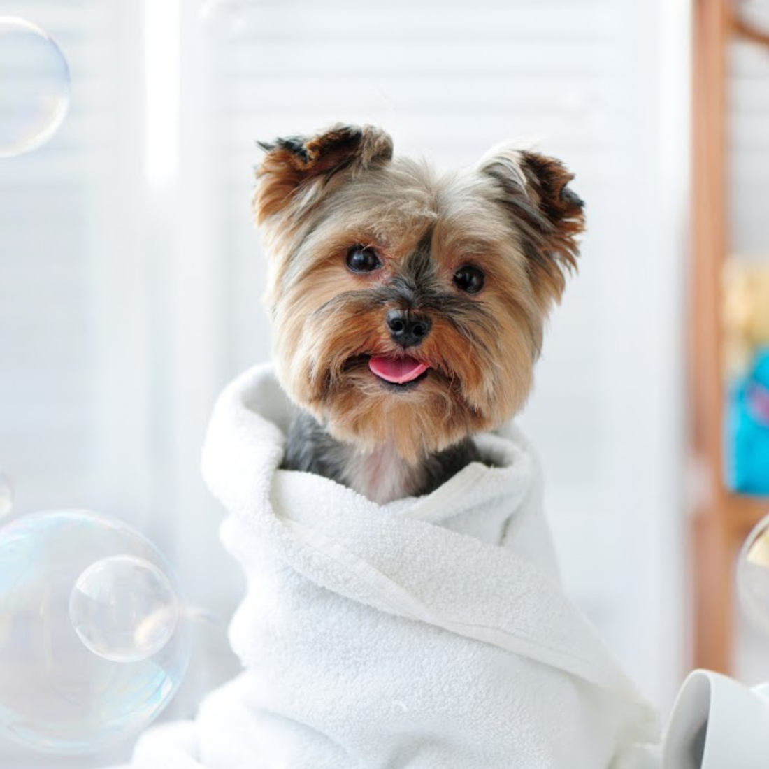 A small dog being gently bathed at Happi Pup Spa