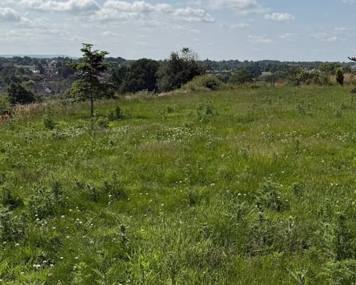 Before Lawn Treatments Ellesmere