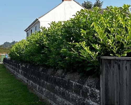 Before Hedge Cutting Ellesmere