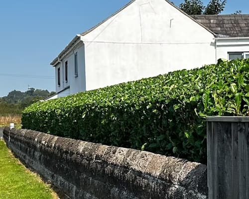 Professional Hedge Cutting Ellesmere