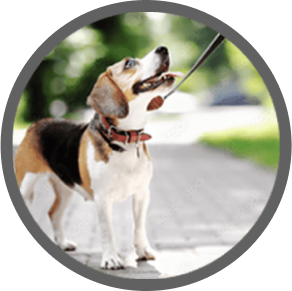 Comprehensive Course