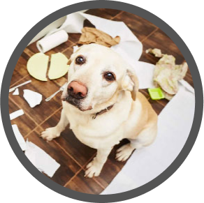 Proper Pack Behavior