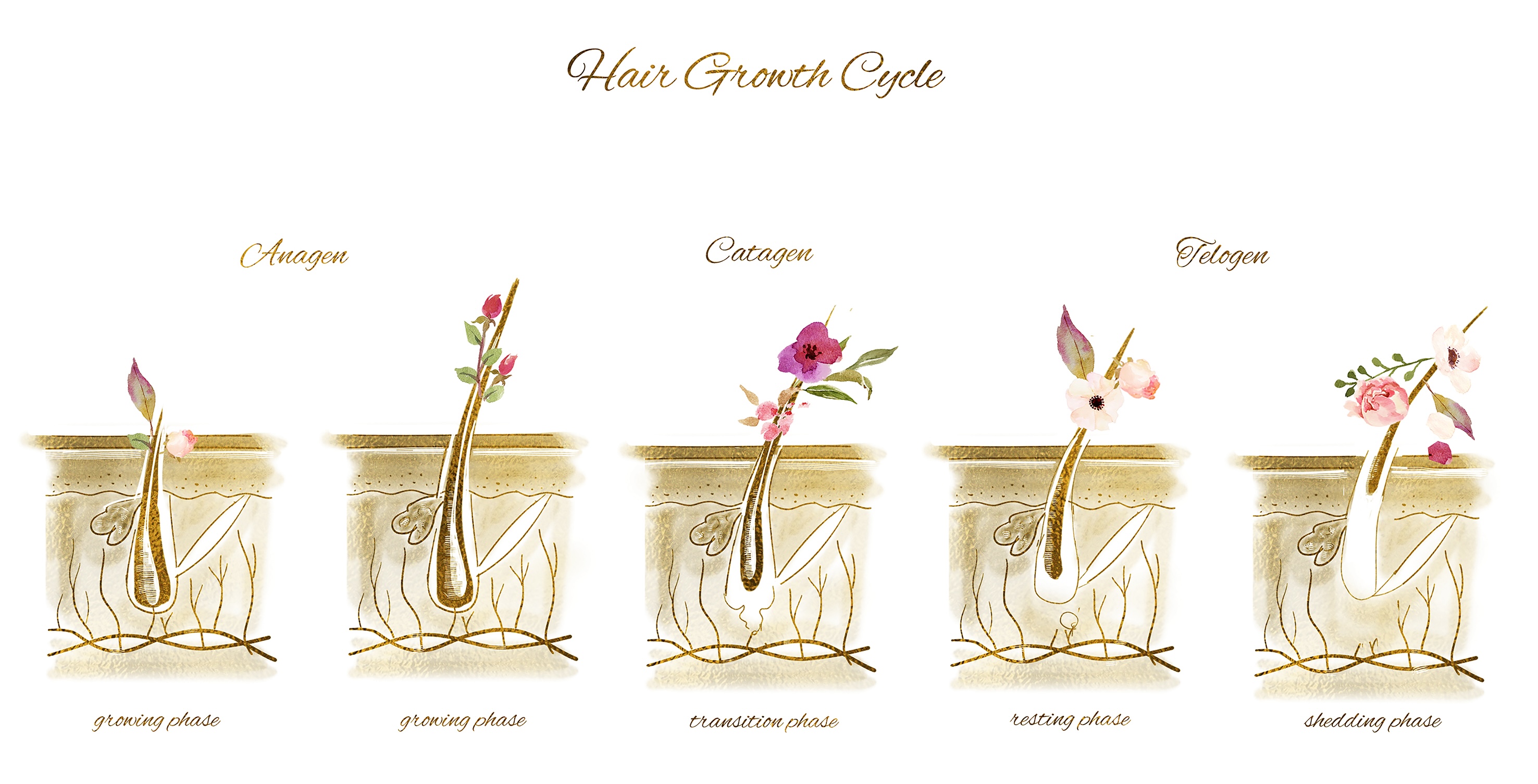 Hair Growth Cycle, The Hair Coach, Trichology Hair Growth Cycle, The Hair Coach, Trichology