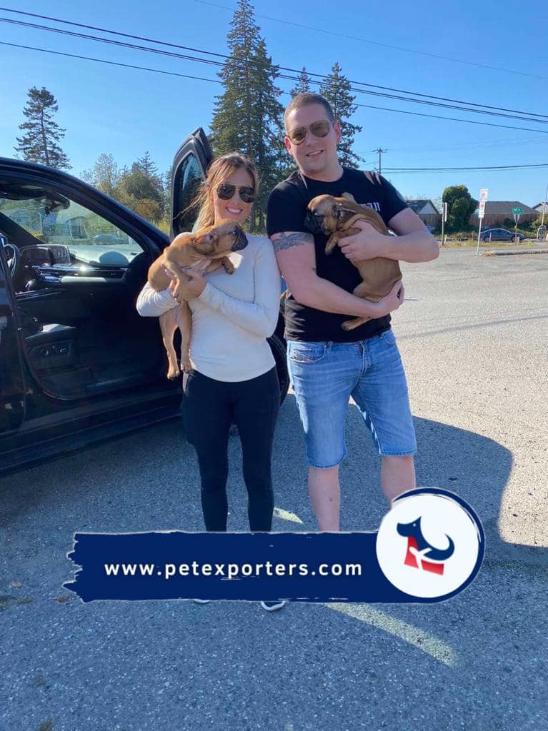 Sretan vlasnik prima psa — transport pasa Makedonija Amerika