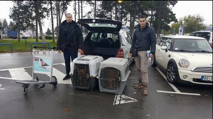 Sretan vlasnik prima psa, uvoz psa iz SAD u Crnu Goru