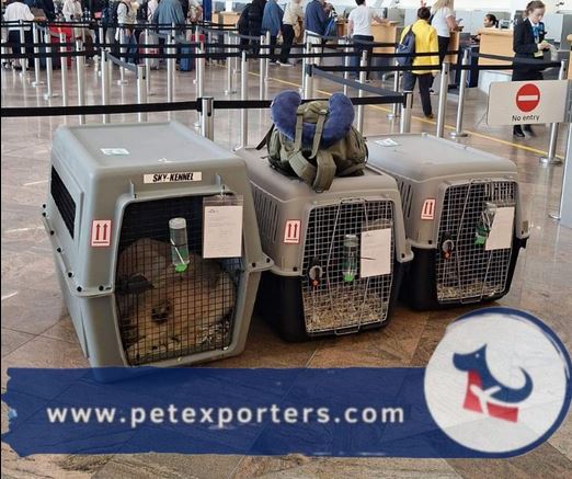 Pet Exporters tim, nanny transport pasa, razlika nanny i cargo