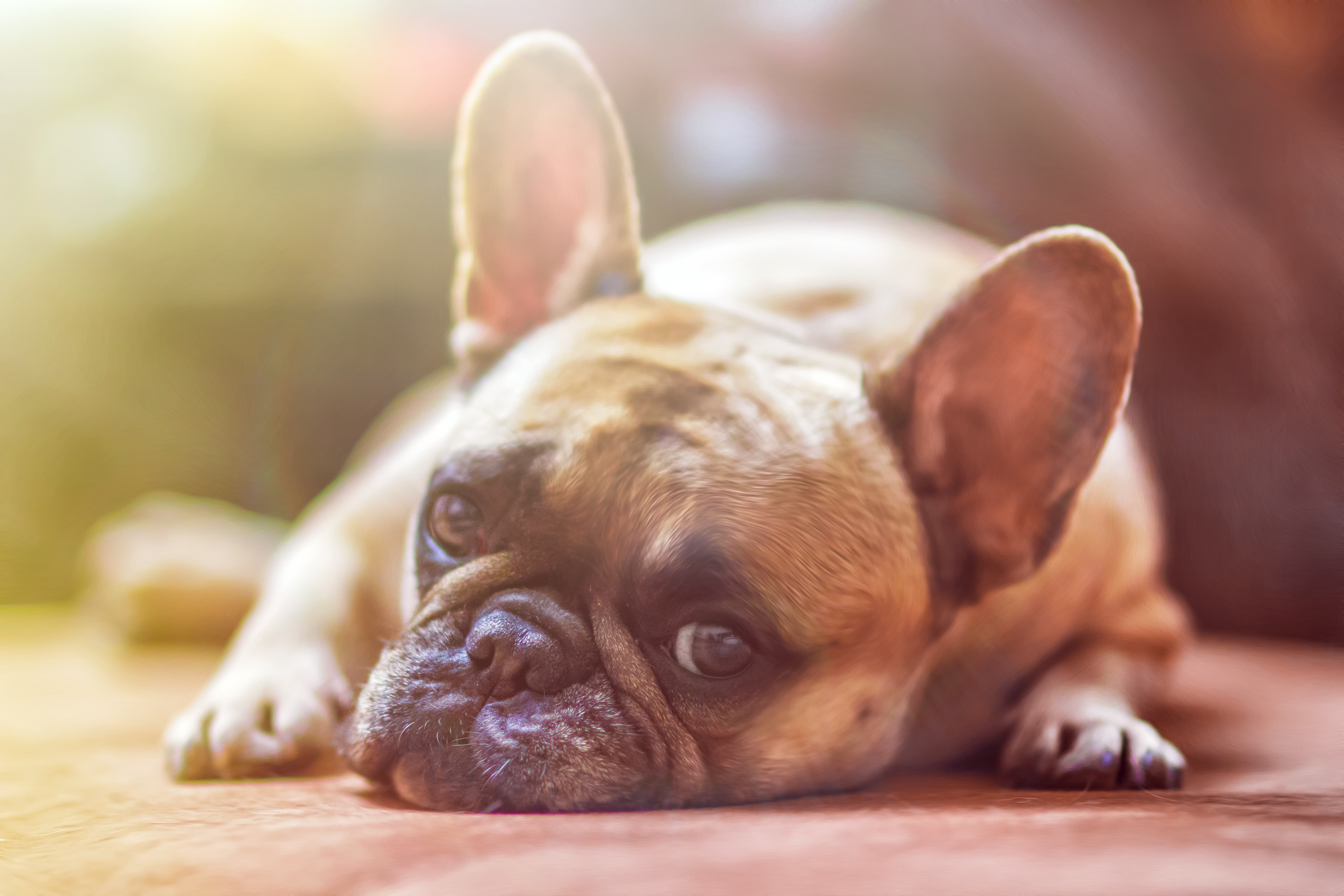 French Bulldog štenad — transport iz Srbije i Balkana u SAD