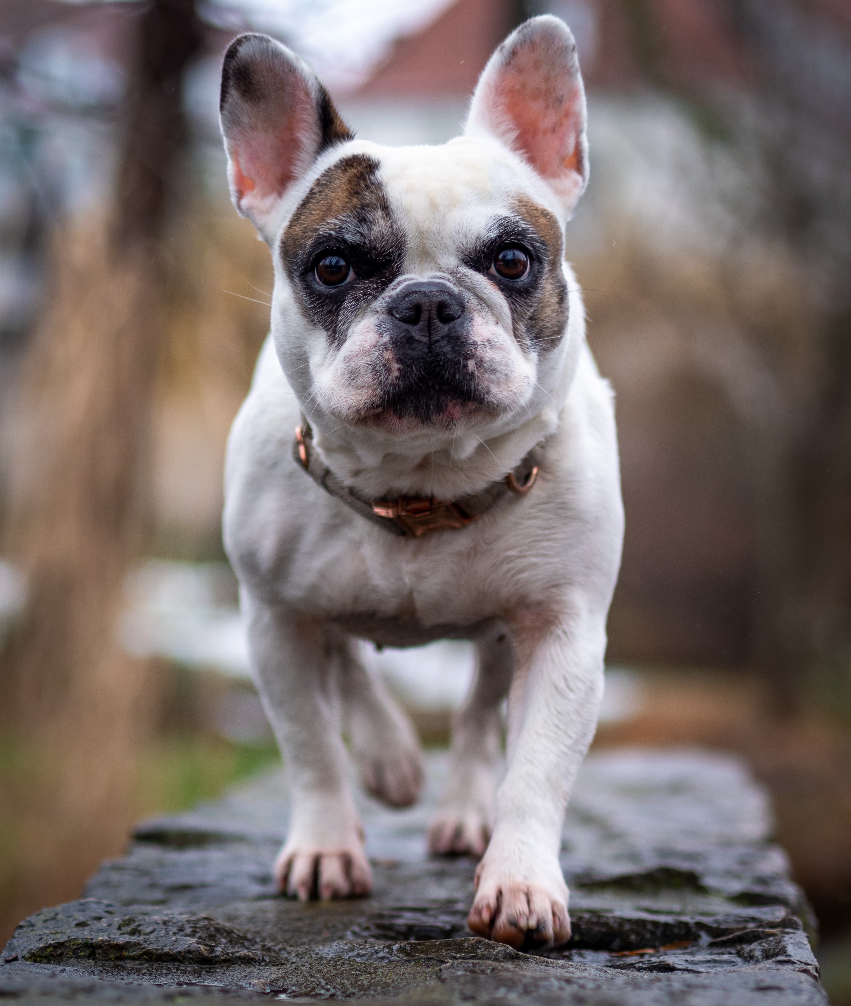 French Bulldog transport u SAD brachycephalic