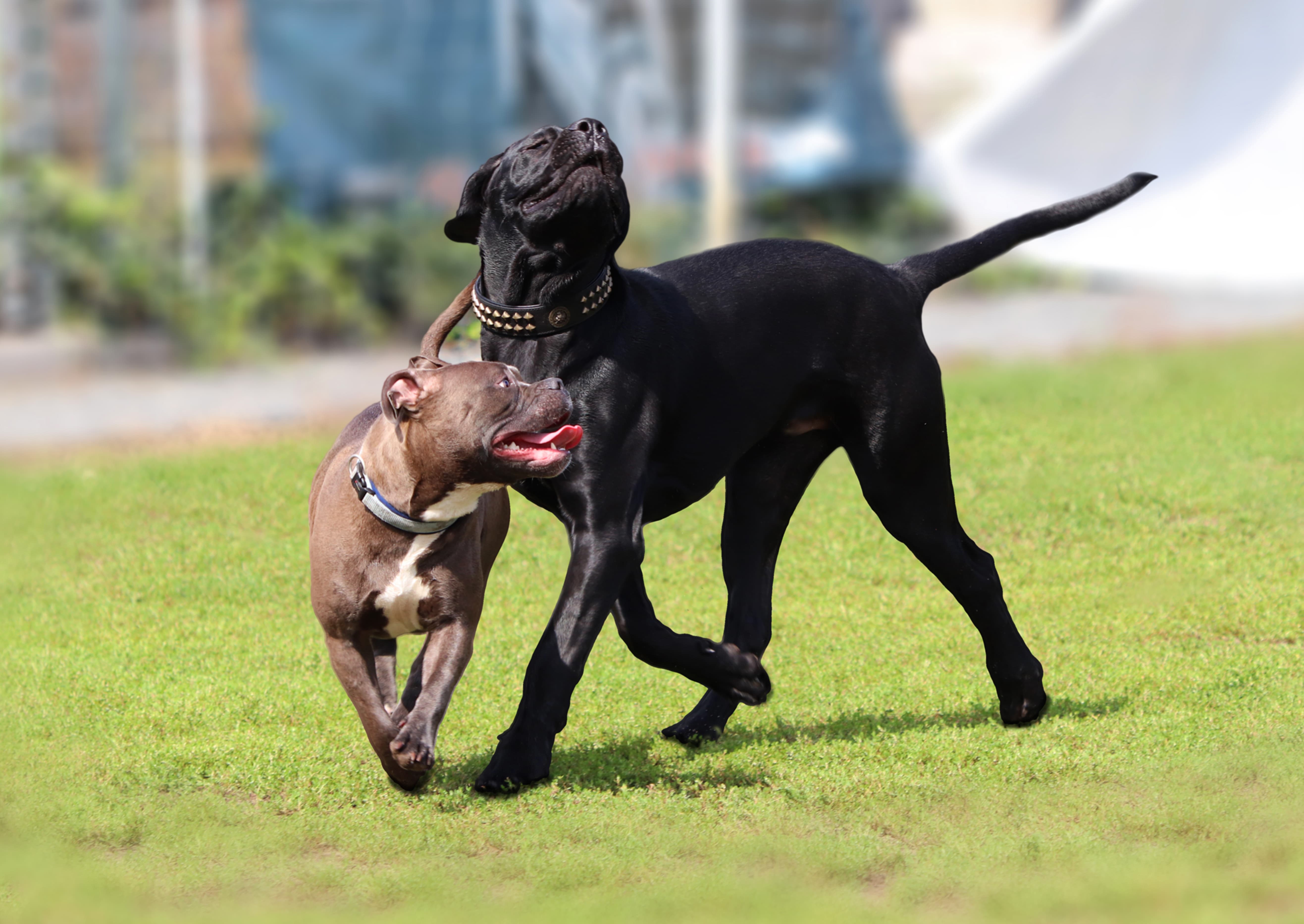 Cane Corso štenad, transport iz Srbije u SAD, door-to-door dostava