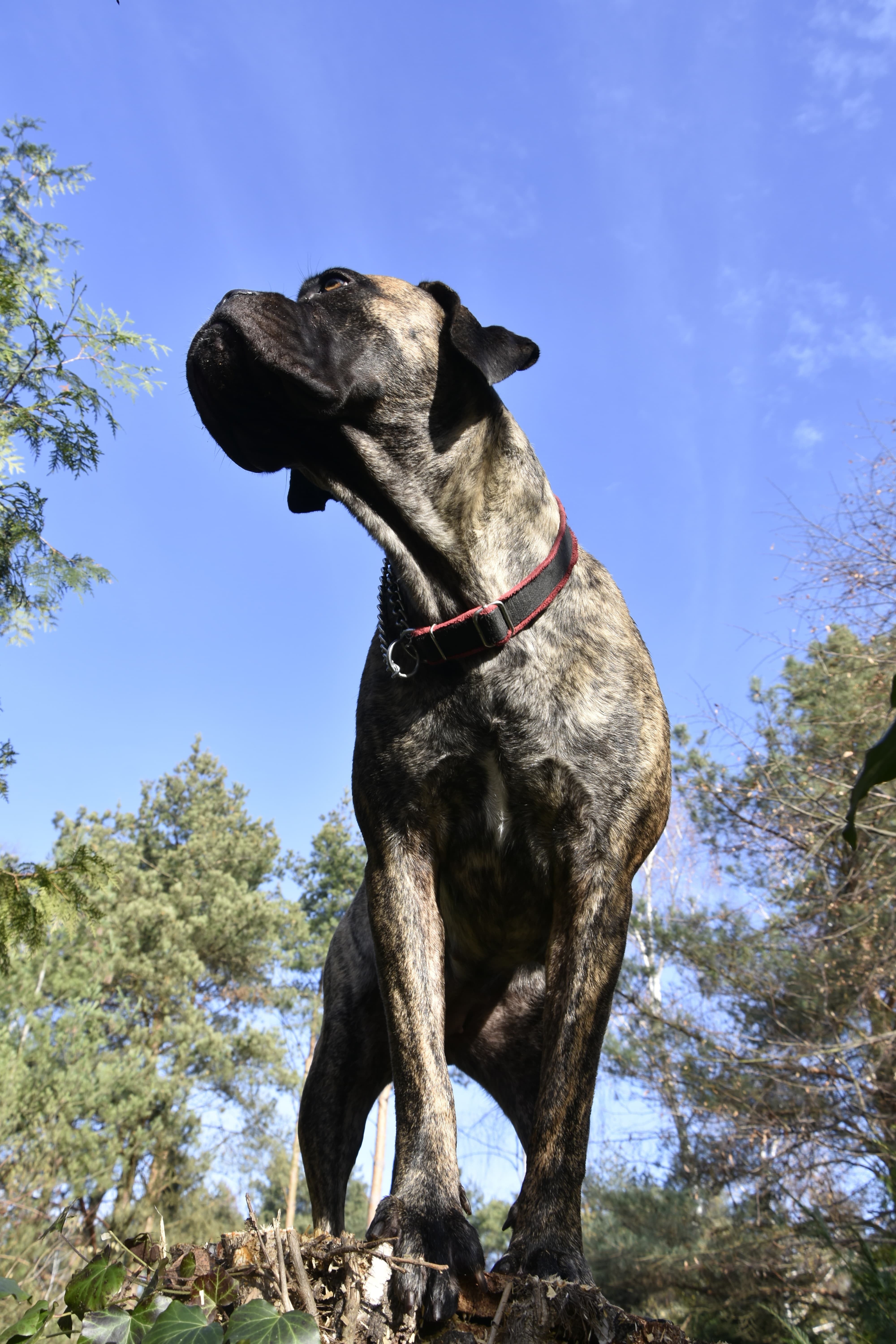 Cane Corso transport u Ameriku