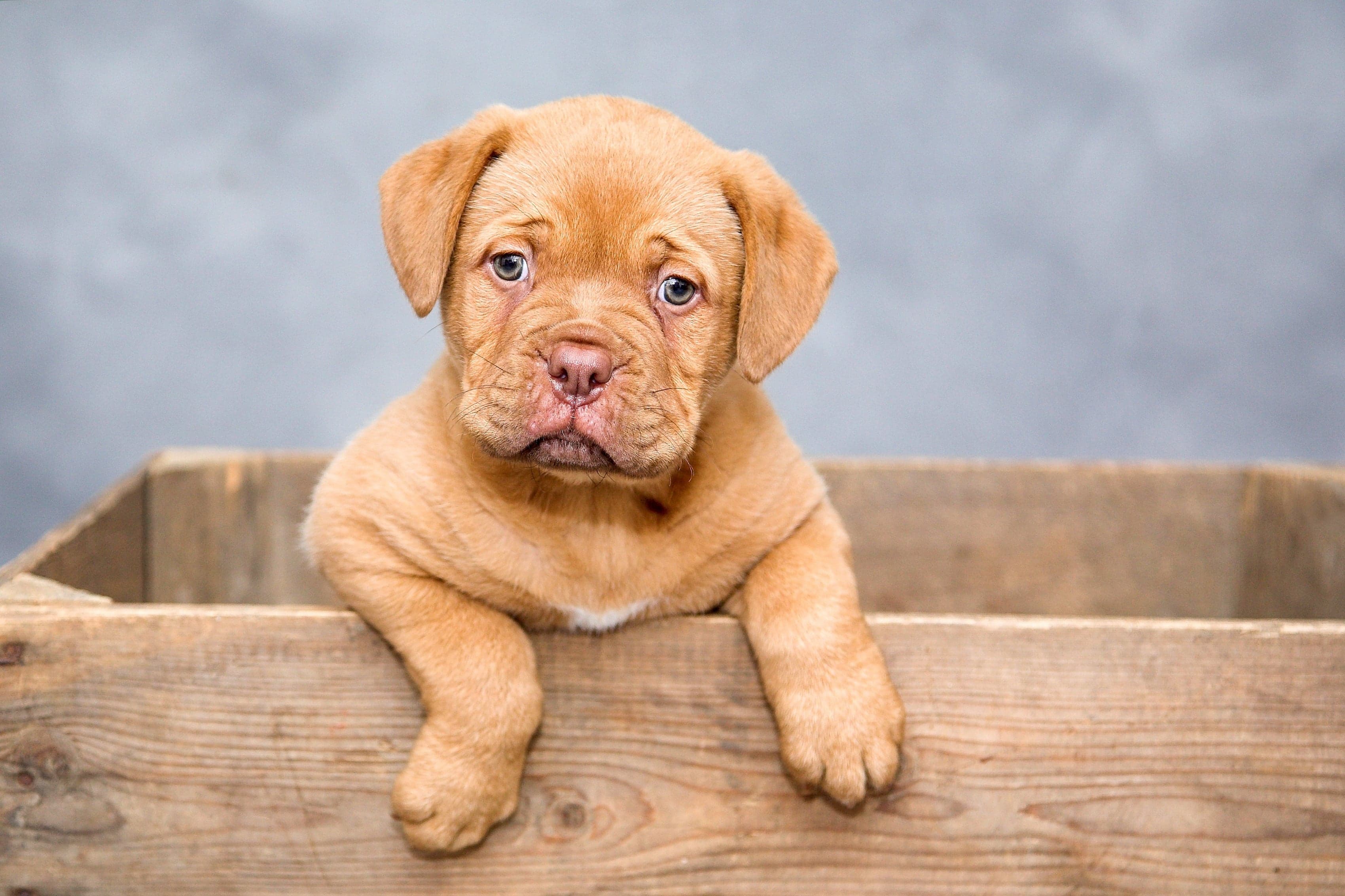 Veterinarski pregled psa pre transporta u SAD — dokumentacija i sertifikati