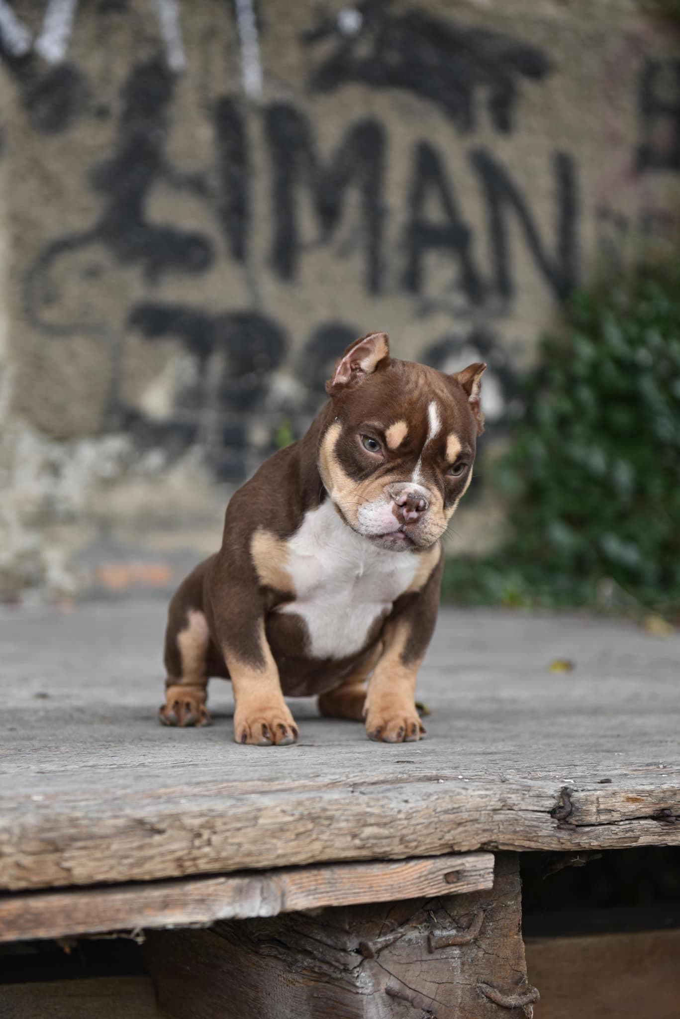Bully Lab Serbia psi, American Bully kenelom Novi Sad Srbija