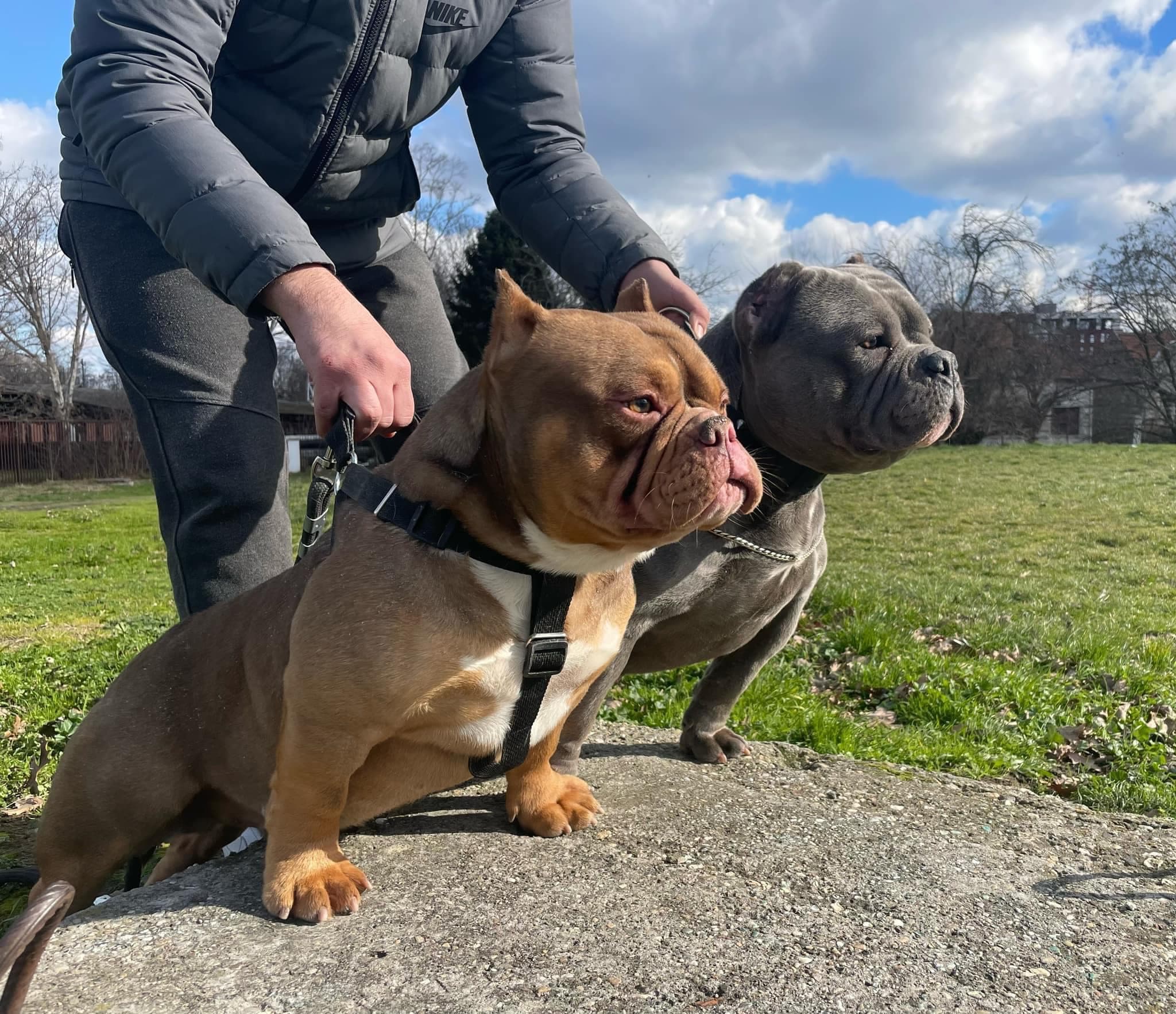 American Bully Bully Lab Serbia, kenelom Novi Sad