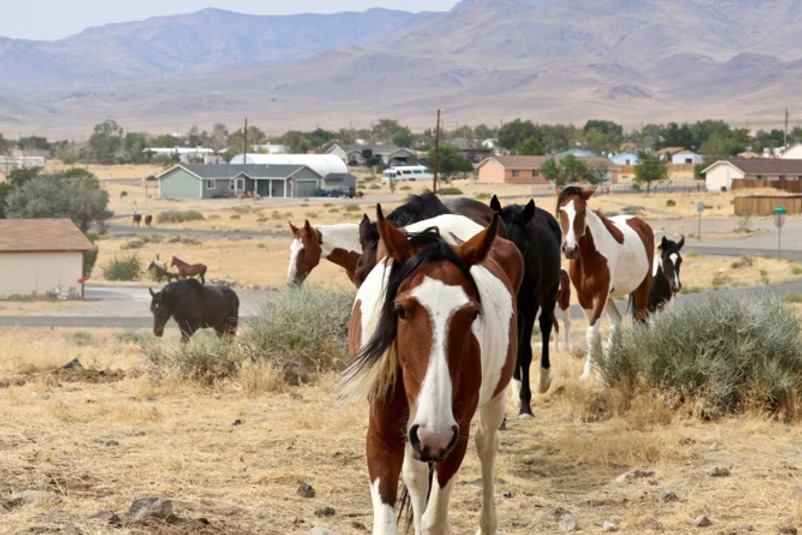 Feral Horses in Neighborhood Feral Horses in Neighborhood