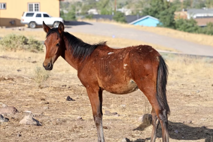 Feral Horse Feral Horse