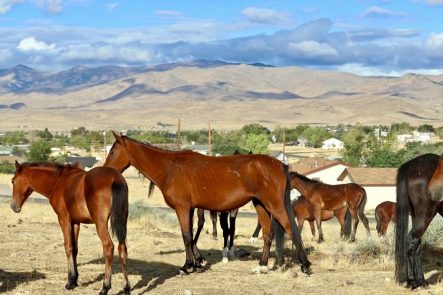 Horses in Nevada neighborhood Horses in Nevada neighborhood