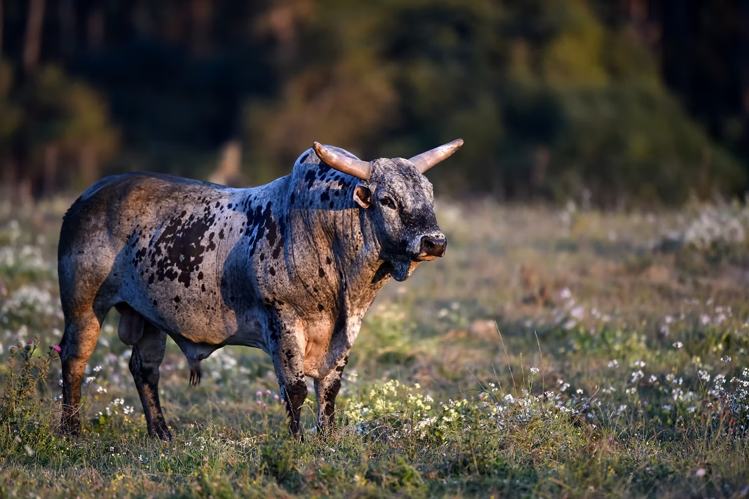 Bucking bull in a pasture Bucking bull in a pasture