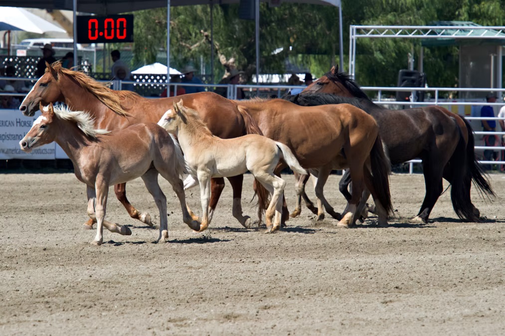 Rodeo Roughstock Rodeo Roughstock