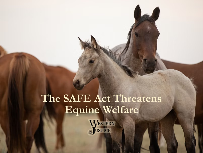 The Safe Act Threatens The Safe Act Threatens