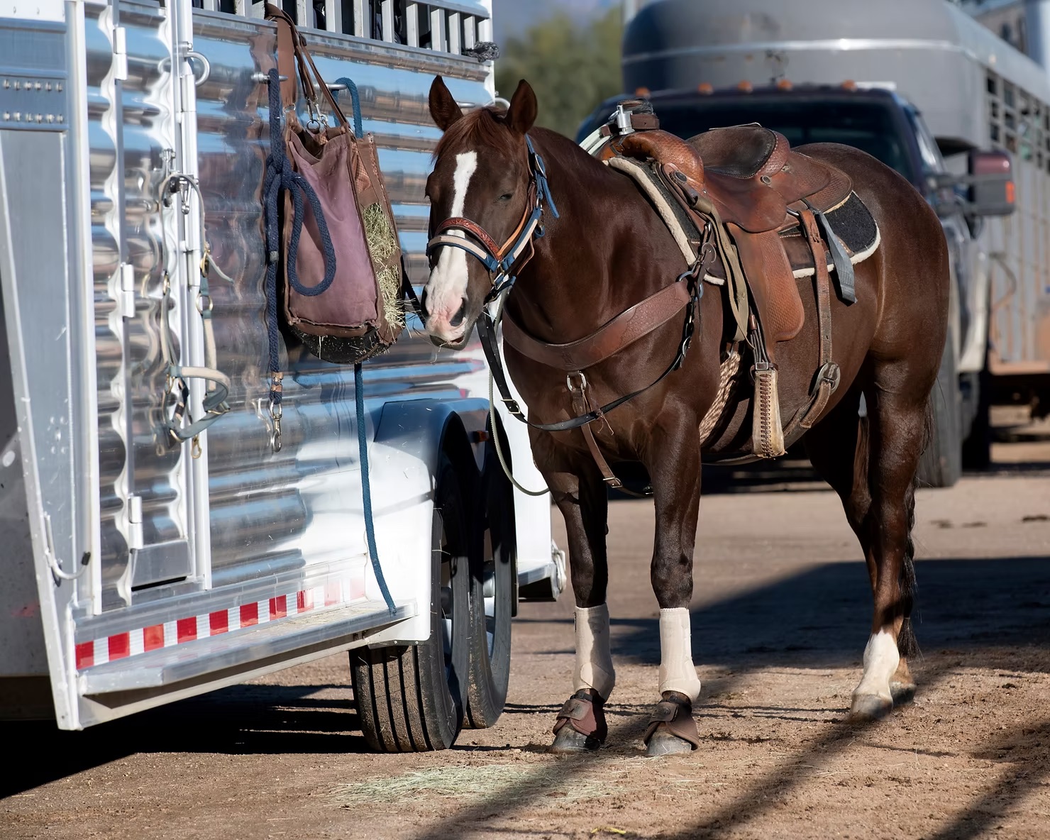 horse at trailer horse at trailer