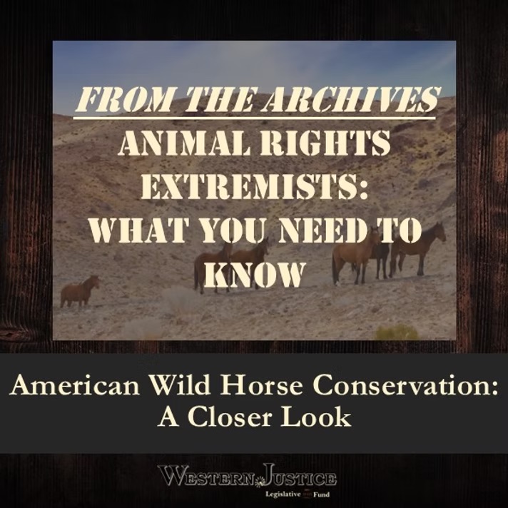 American Wild Horse Conservation: A Closer Look American Wild Horse Conservation: A Closer Look