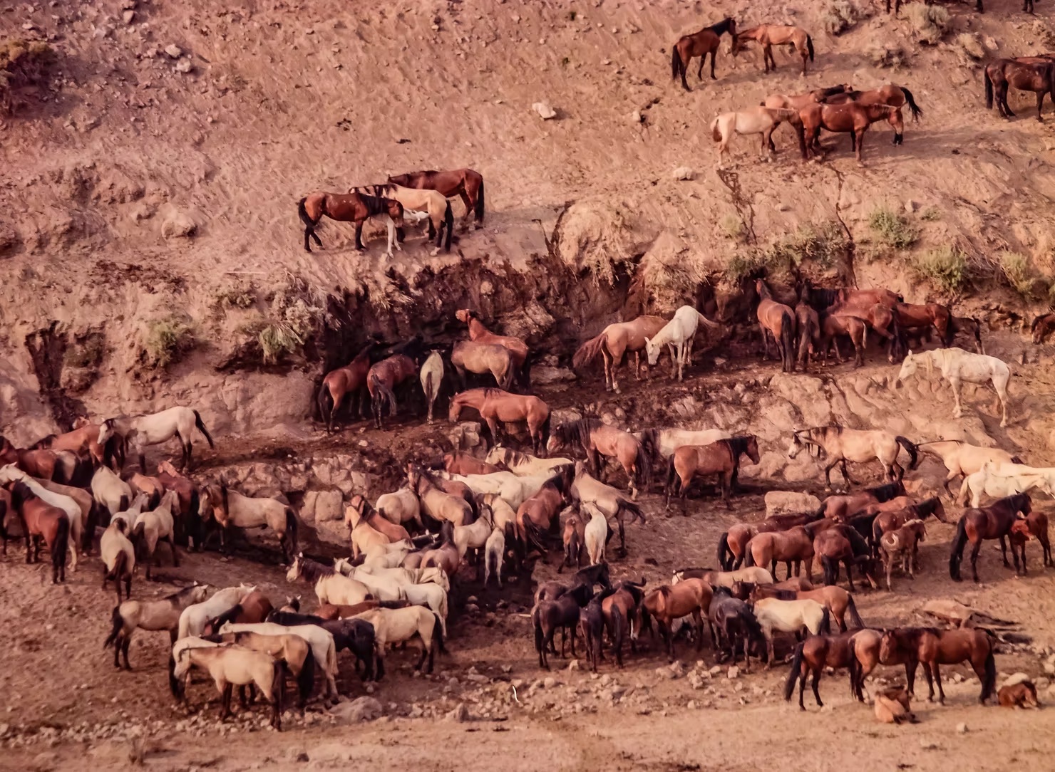 July 2021: Wild Horses gather at a hillside water seepage area in Southeast Oregon.