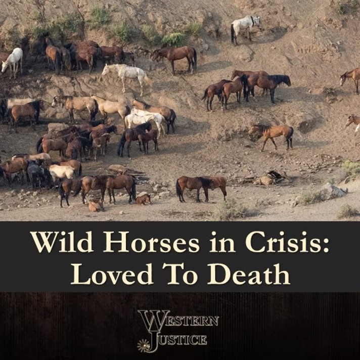 Wild Horses in Crisis: Loved To Death