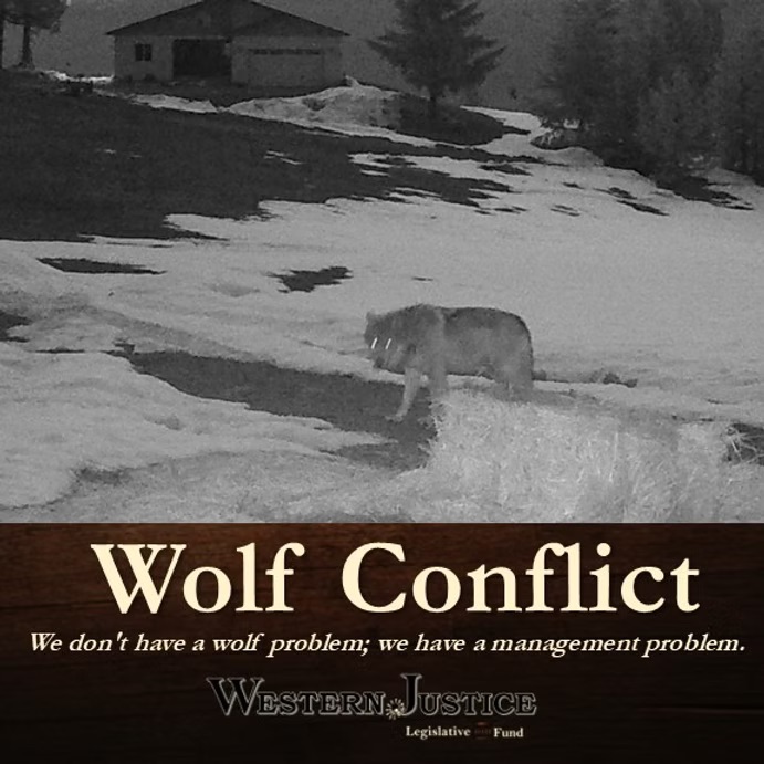 Wolf Conflict: It's A Management Problem Wolf Conflict: It's A Management Problem