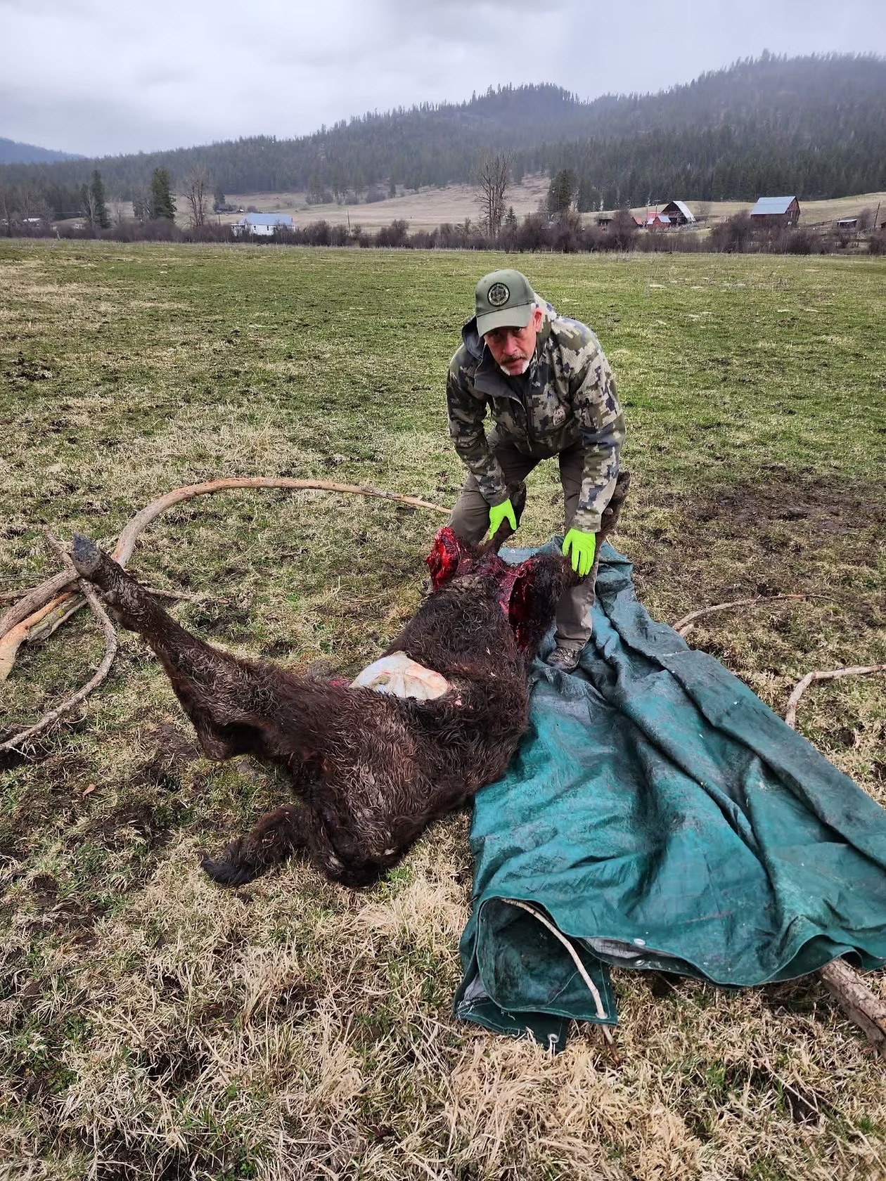 Wolf Attacked Calf Wolf Attacked Calf