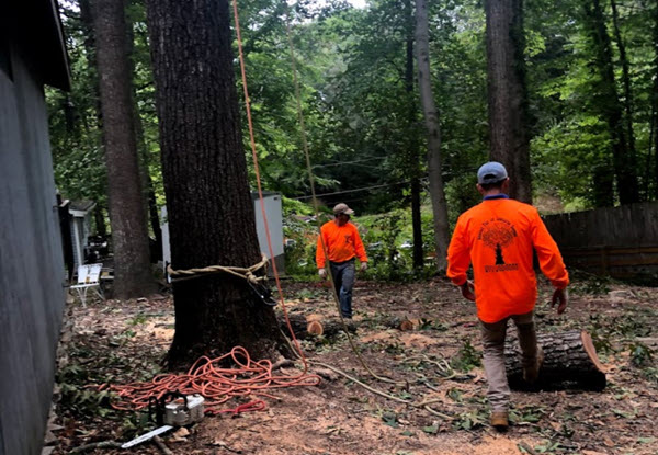 Tree Pruning Company Near Me