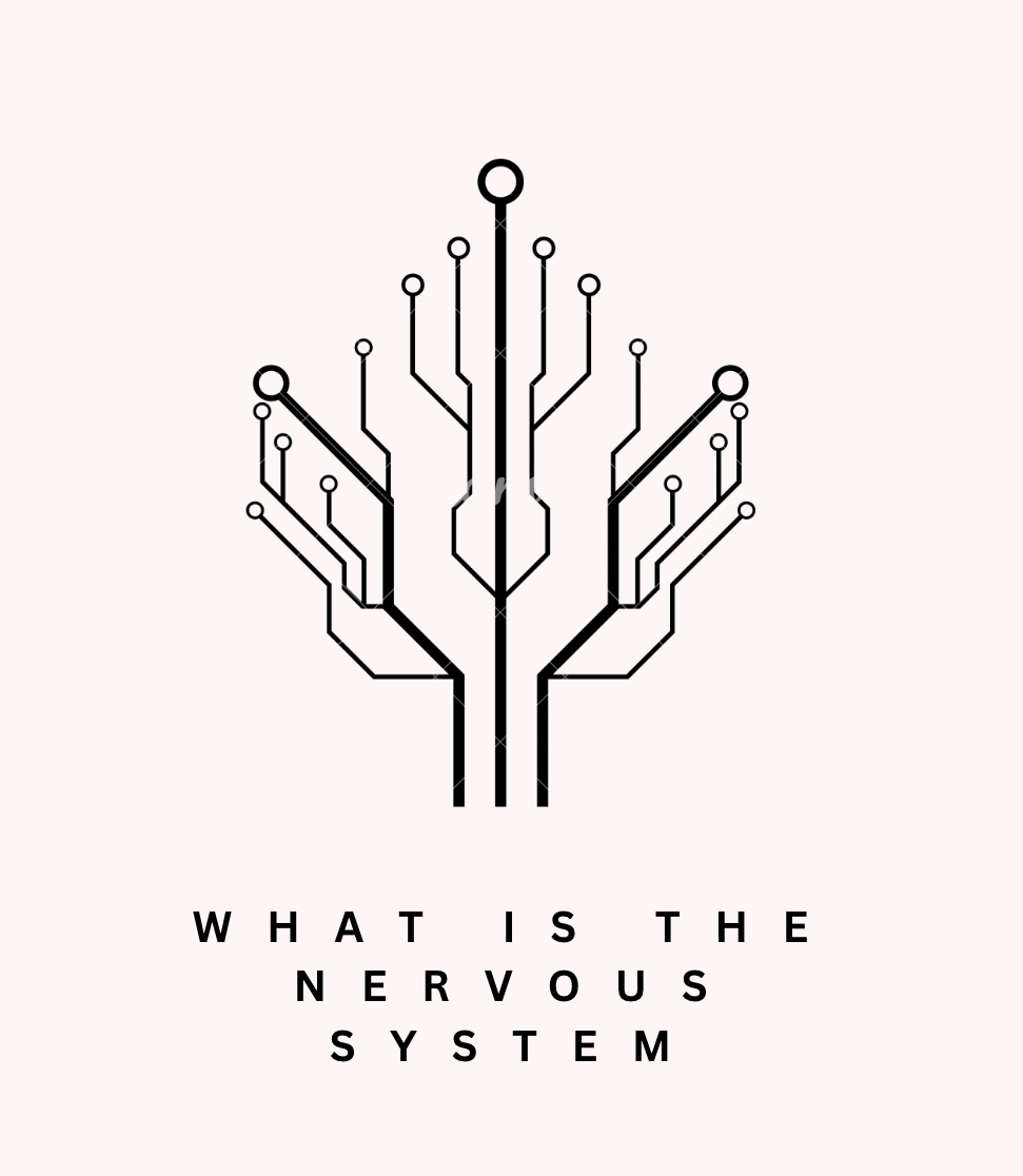 what-is-a-nervous-system