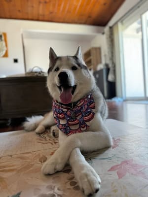 Full Groom Bath & Haircut in Glendora